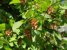 Хмелеграб обыкновенный 001